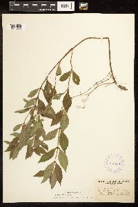 Lycopus uniflorus image