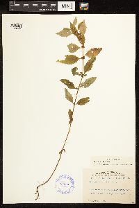 Lycopus uniflorus image