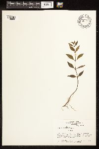 Lycopus uniflorus image