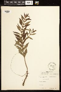 Lycopus uniflorus image