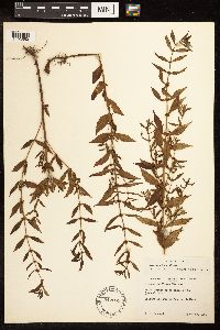 Lycopus uniflorus image