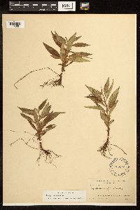 Lycopus uniflorus image