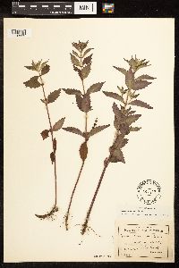 Lycopus uniflorus image