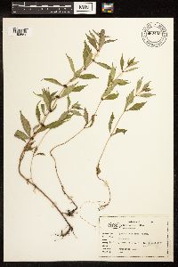 Lycopus uniflorus image