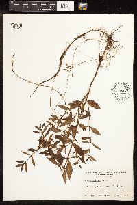Lycopus uniflorus image