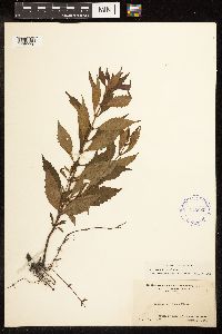 Lycopus uniflorus image