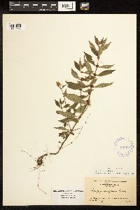 Lycopus uniflorus image
