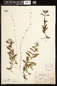 Lycopus uniflorus image