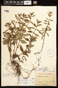 Lycopus uniflorus image