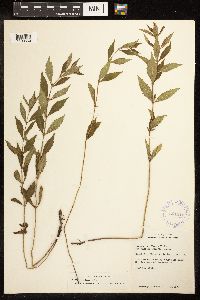 Lycopus uniflorus image