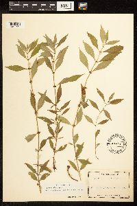 Lycopus uniflorus image