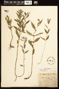 Lycopus uniflorus image