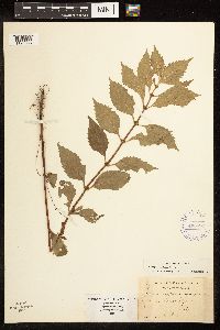 Lycopus uniflorus image