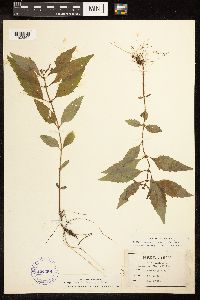 Lycopus uniflorus image