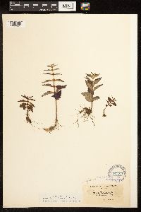Lycopus uniflorus image