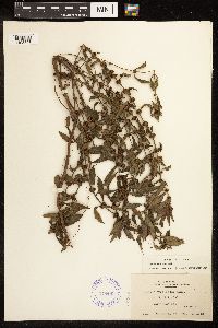 Lycopus uniflorus image