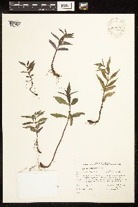 Lycopus uniflorus image