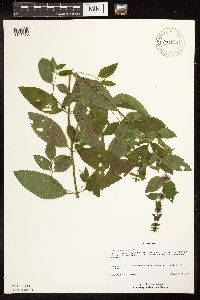 Mentha x gracilis image