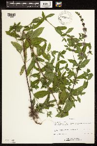 Mentha x gracilis image