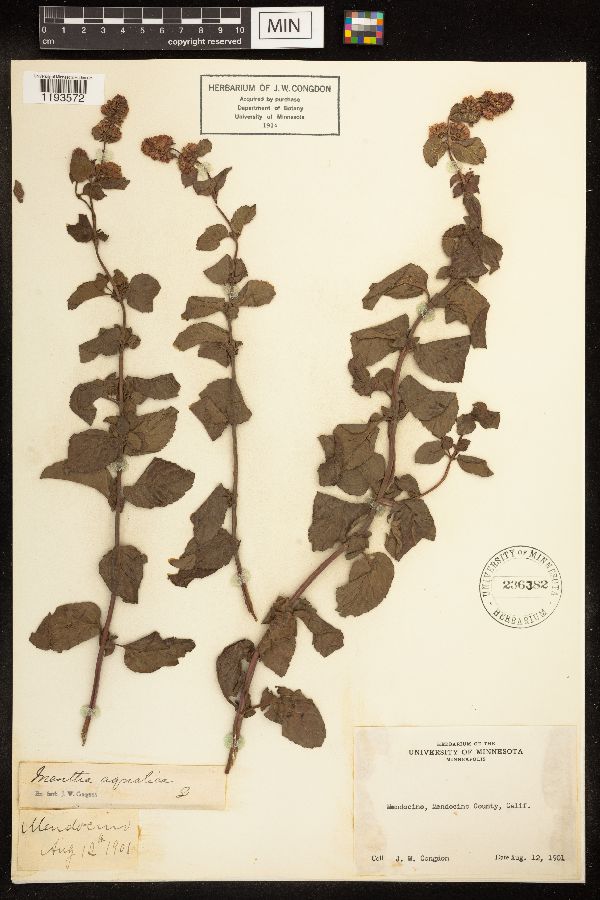 Mentha aquatica image