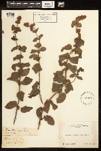 Media resource of Mentha aquatica