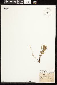 Lycopus uniflorus image