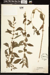 Thumbnail image of current specimen