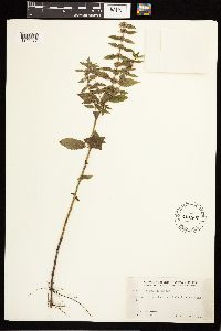 Mentha x gracilis image