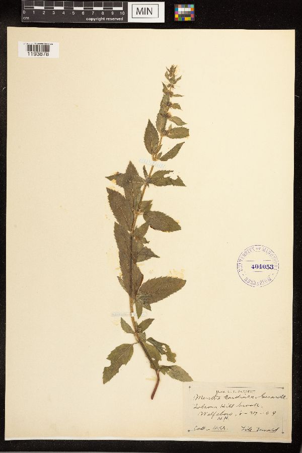 Mentha x gracilis image