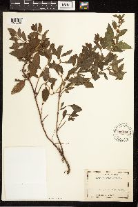 Mentha x gracilis image