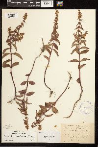 Mentha x gracilis image