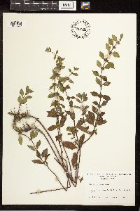 Mentha x gracilis image