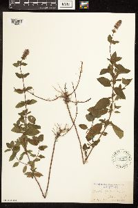 Mentha x piperita image