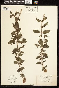 Thumbnail image of current specimen