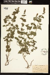 Mentha x piperita image