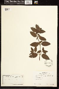 Mentha x piperita image