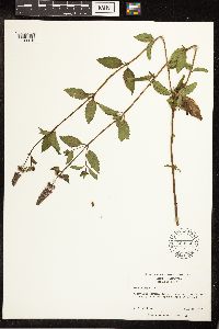 Mentha x piperita image