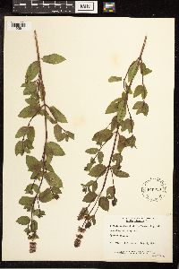 Mentha x piperita image