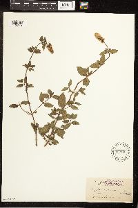 Mentha x piperita image