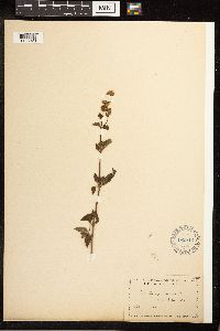 Mentha x piperita image