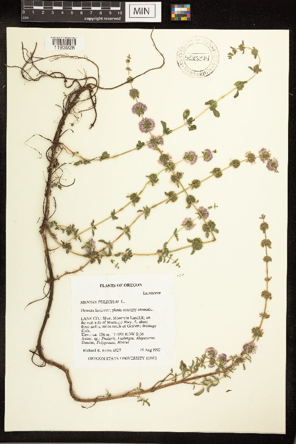 Mentha pulegium image