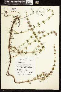 Media resource of Mentha pulegium
