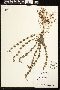 Mentha pulegium image