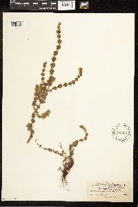 Mentha pulegium image