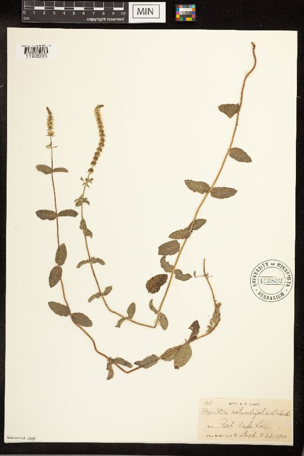 Mentha x rotundifolia image