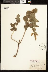Mentha x rotundifolia image