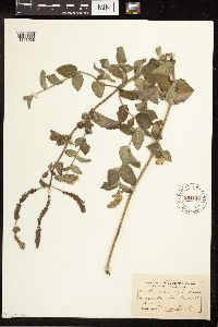 Mentha x rotundifolia image