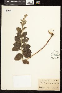 Mentha x rotundifolia image