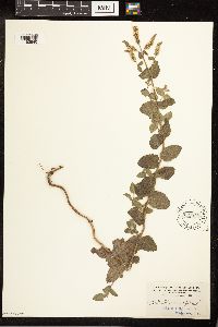 Mentha x rotundifolia image