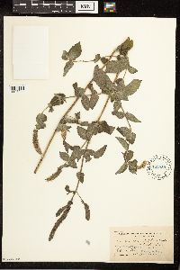 Mentha x rotundifolia image